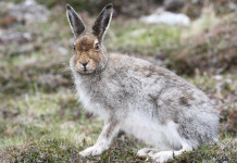 Valle d’Aosta verso la caccia a lepre variabile e pernice bianca Valle d’Aosta verso la caccia a lepre variabile e pernice bianca
