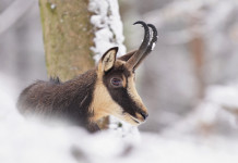 Caccia Magazine dicembre 2022 in edicola dal 19 novembre Caccia Magazine dicembre 2022 in edicola dal 19 novembre