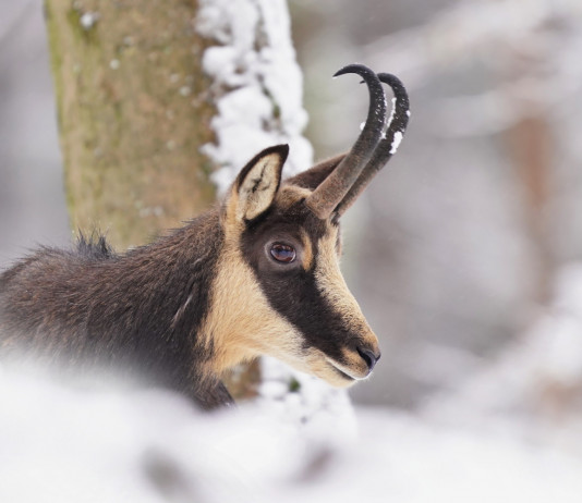 Caccia Magazine dicembre 2022 in edicola dal 19 novembre Caccia Magazine dicembre 2022 in edicola dal 19 novembre