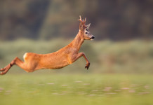 Caccia agli ungulati: Accademia veneta dice no alla caccia con i segugi Caccia agli ungulati Accademia veneta dice no alla caccia con i segugi