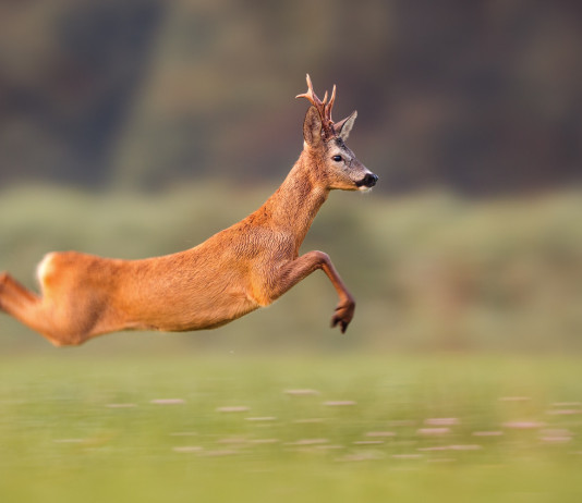 Caccia agli ungulati: Accademia veneta dice no alla caccia con i segugi Caccia agli ungulati Accademia veneta dice no alla caccia con i segugi