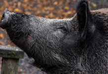 Caccia al cinghiale, dall’Umbria sollecito al governo Caccia al cinghiale, dall’Umbria sollecito al governo: cinghiale in primo piano