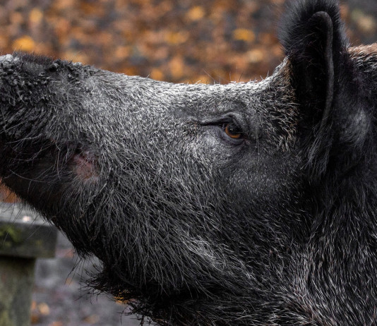 Caccia al cinghiale, dall’Umbria sollecito al governo Caccia al cinghiale, dall’Umbria sollecito al governo: cinghiale in primo piano