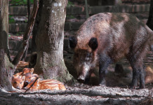 Caccia al cinghiale in Liguria, procedure snellite Caccia al cinghiale in Liguria: cinghiale femmina con piccoli nella foresta