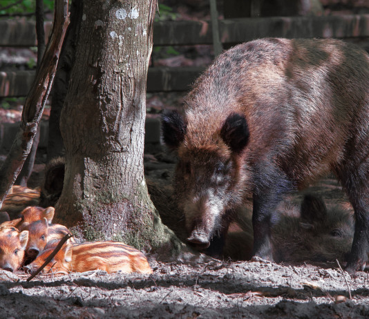 Caccia al cinghiale in Liguria, procedure snellite Caccia al cinghiale in Liguria: cinghiale femmina con piccoli nella foresta