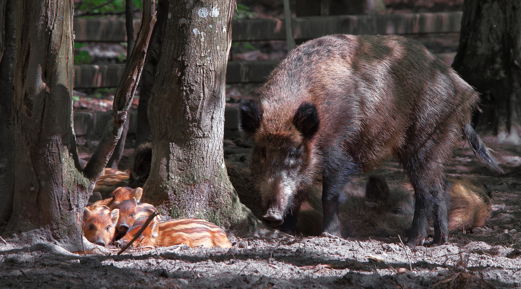 Caccia al cinghiale in Liguria, procedure snellite Caccia al cinghiale in Liguria: cinghiale femmina con piccoli nella foresta