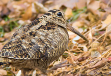 Caccia alla beccaccia in Lombardia, le decisioni per inizio dicembre Caccia alla beccaccia in Lombardia: beccaccia in ambiente autunnale