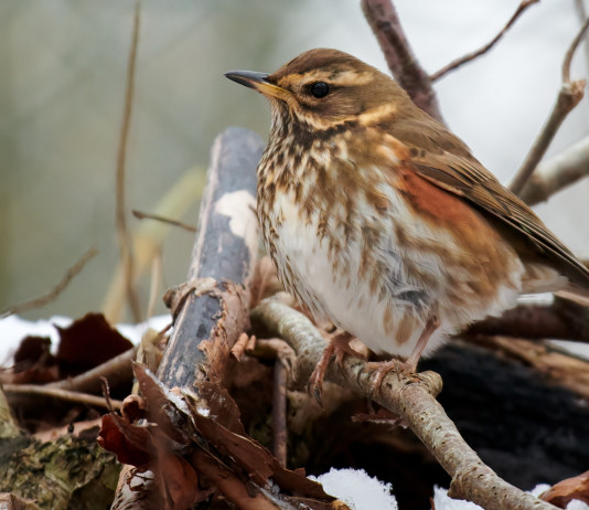 Calendario venatorio della Lombardia, in attesa della sentenza Calendario venatorio della Lombardia: tordo sassello in ambiente invernale