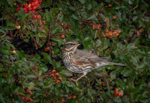 Calendario venatorio della Toscana, cabina di regia attiva Calendario venatorio della Toscana: tordo sassello su un ramo