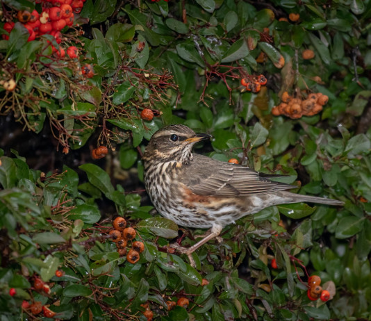 Calendario venatorio della Toscana, cabina di regia attiva Calendario venatorio della Toscana: tordo sassello su un ramo