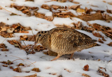 Calendario venatorio delle Marche, l’ordinanza Calendario venatorio delle Marche: beccaccia sulla neve