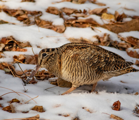 Calendario venatorio delle Marche, l’ordinanza Calendario venatorio delle Marche: beccaccia sulla neve