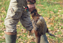Cct e Unione cacciatori toscani, attacco dell’Arcicaccia Cct e Unione cacciatori toscani: cacciatore con fagiano