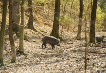 Comitato faunistico-venatorio nazionale, interrogazione Pd Comitato faunistico-venatorio nazionale: cinghiale nella foresta