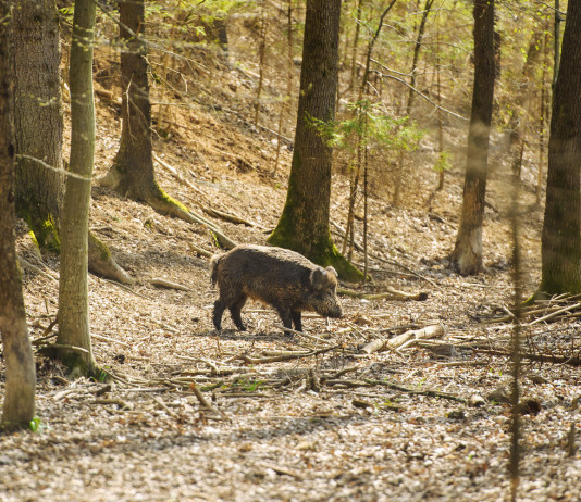 Comitato faunistico-venatorio nazionale, interrogazione Pd Comitato faunistico-venatorio nazionale: cinghiale nella foresta