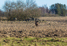 Confagricoltura Liguria contro i cinghialai Confagricoltura Liguria: cinghiale corre in campo coltivato