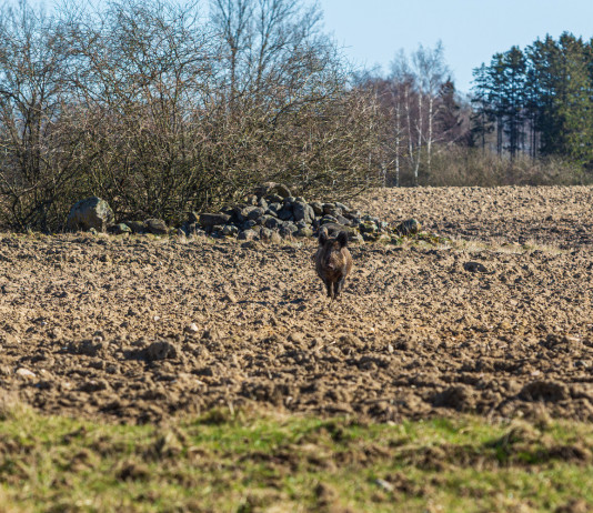 Confagricoltura Liguria contro i cinghialai Confagricoltura Liguria: cinghiale corre in campo coltivato