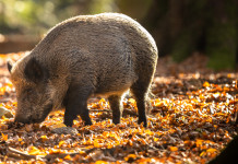 Controllo faunistico, le parole del ministro alla Camera Controllo faunistico: cinghiale nel bosco