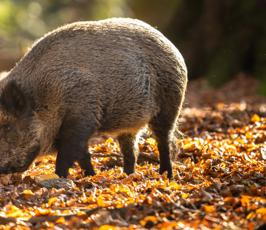 Controllo faunistico, le parole del ministro alla Camera Controllo faunistico: cinghiale nel bosco