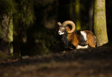 Disturbo venatorio al Giglio, Federcaccia chiama carabinieri Disturbo venatorio al Giglio: muflone, ovis musimon