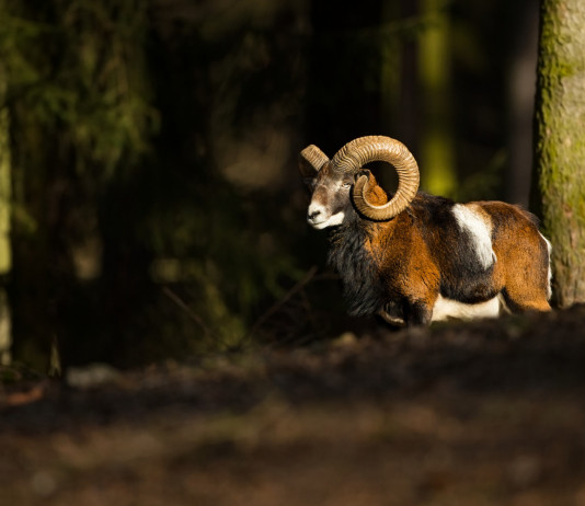 Disturbo venatorio al Giglio, Federcaccia chiama carabinieri Disturbo venatorio al Giglio: muflone, ovis musimon
