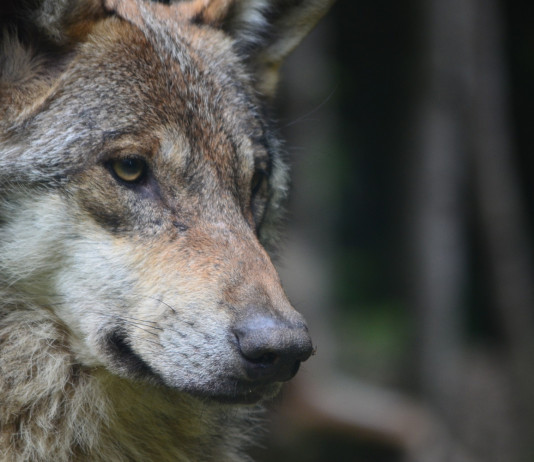 Gestione dei grandi carnivori, l’apertura di Lollobrigida Gestione dei grandi carnivori: lupo in primo piano