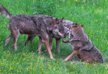 Gestione dei grandi carnivori, parlamento europeo approva risoluzione Gestione dei grandi carnivori: lupi sulle alpi