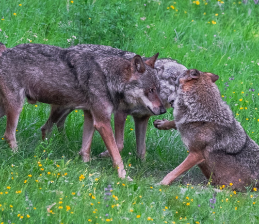 Gestione dei grandi carnivori, parlamento europeo approva risoluzione Gestione dei grandi carnivori: lupi sulle alpi