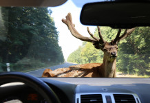 Incidenti con la fauna selvatica, interrogazione 5 Stelle Incidenti con la fauna selvatica: cervo davanti ad autovettura