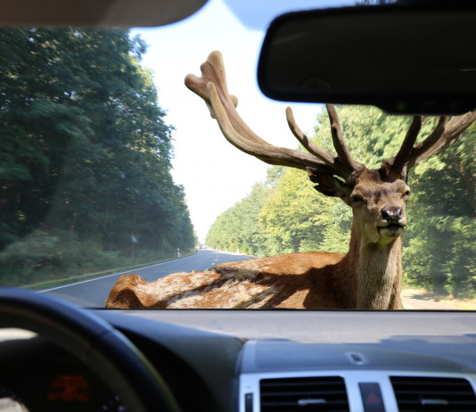 Incidenti con la fauna selvatica, interrogazione 5 Stelle Incidenti con la fauna selvatica: cervo davanti ad autovettura