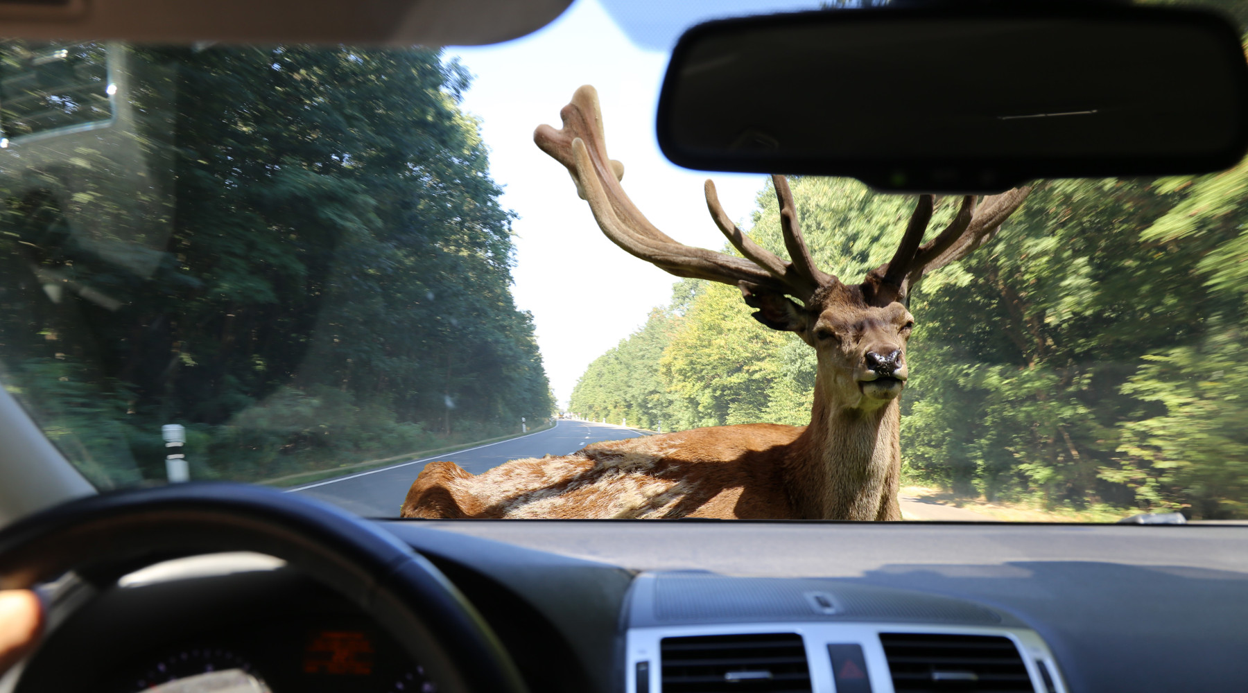Incidenti con la fauna selvatica: cervo davanti ad autovettura