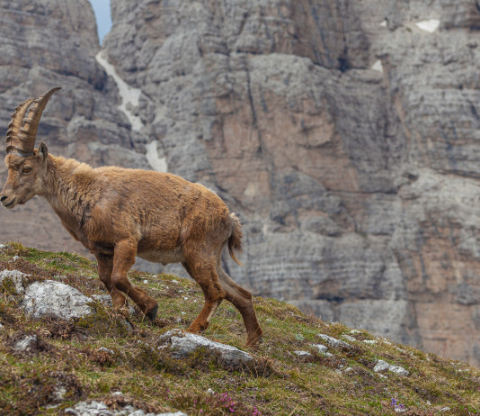 La settimana dello stambecco La settimana dello stambecco