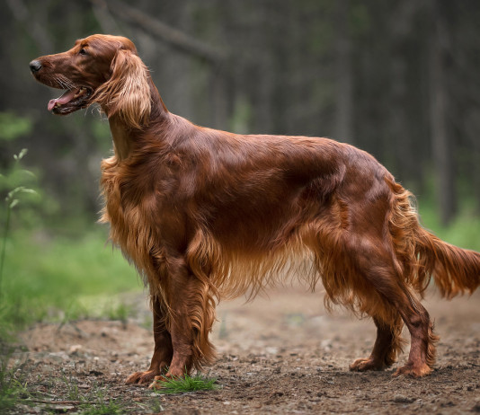 Le associazioni venatorie lombarde contro le forze politiche Le associazioni venatorie lombarde contro le forze politiche: setter irlandese a caccia