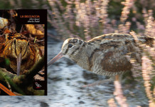 Aggiornamenti sulla beccaccia