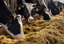 Malattia emorragica epizootica in Sardegna, la circolare del ministero Malattia emorragica epizootica in Sardegna: allevamento di mucche