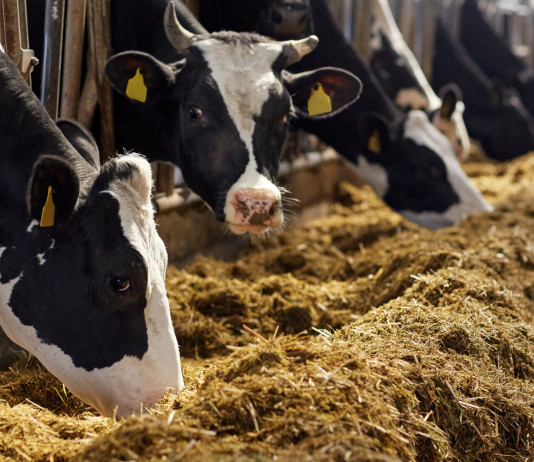 Malattia emorragica epizootica in Sardegna, la circolare del ministero Malattia emorragica epizootica in Sardegna: allevamento di mucche