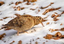 Migrazione della beccaccia, lo studio della Federcaccia Migrazione della beccaccia: beccaccia sulla neve