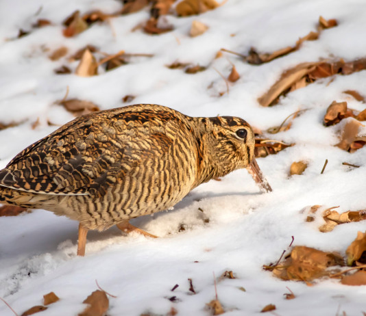 Migrazione della beccaccia, lo studio della Federcaccia Migrazione della beccaccia: beccaccia sulla neve