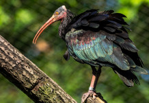 Netta presa di posizione di Face sul bracconaggio Netta presa di posizione di Face sul bracconaggio: ibis eremita, Geronticus eremita