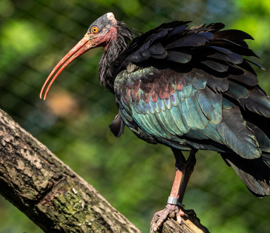 Netta presa di posizione di Face sul bracconaggio Netta presa di posizione di Face sul bracconaggio: ibis eremita, Geronticus eremita