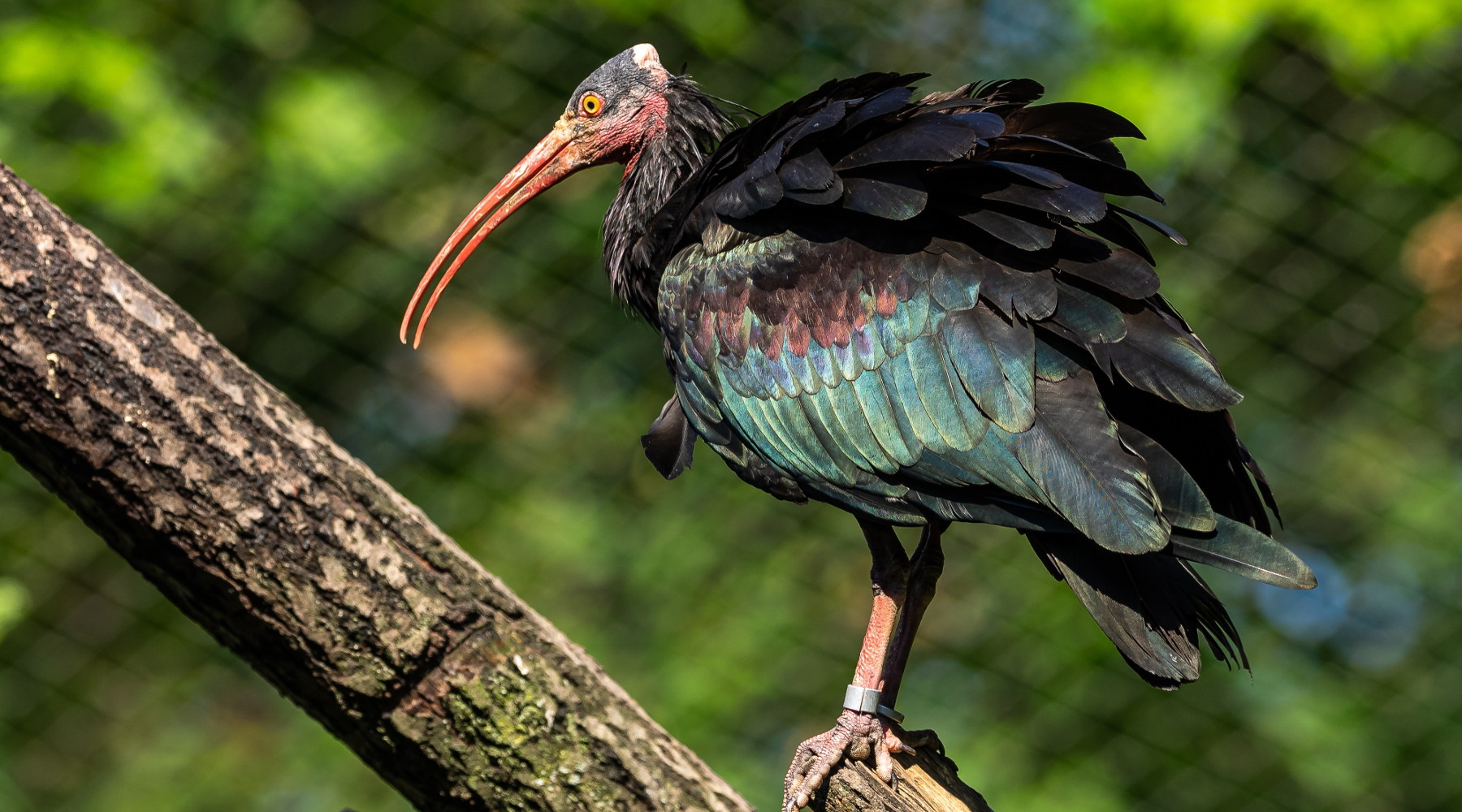 Netta presa di posizione di Face sul bracconaggio: ibis eremita, Geronticus eremita