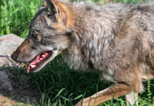 Nuovo piano lupo, Lollobrigida annuncia possibili deroghe Nuovo piano lupo, Lollobrigida annuncia possibili deroghe