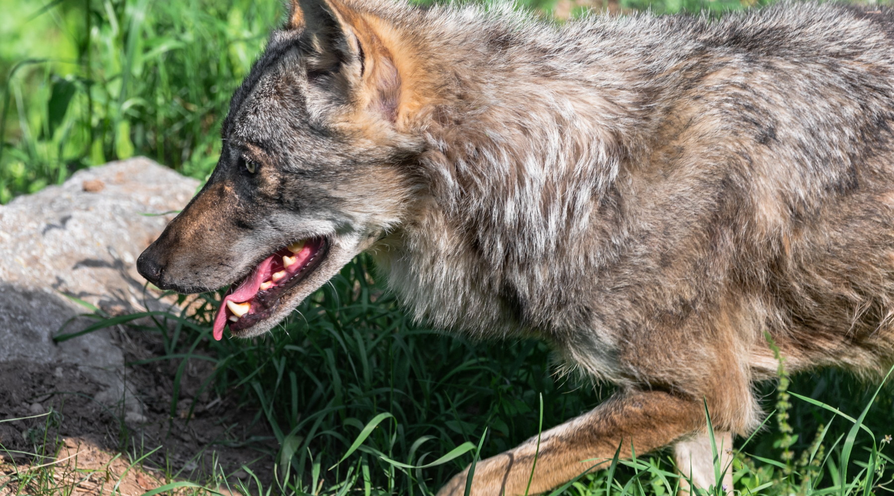 Nuovo piano lupo, Lollobrigida annuncia possibili deroghe Nuovo piano lupo, Lollobrigida annuncia possibili deroghe