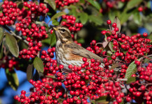 Nuovo ricorso sul calendario venatorio della Toscana Nuovo ricorso sul calendario venatorio della Toscana: tordo sassello tra le bacche di un albero