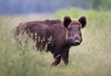Peste suina africana, interrogazione della Lega al governo Peste suina africana: cinghiale