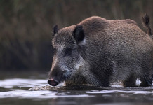 Peste suina africana: quanti casi in Italia? Peste suina africana: cinghiale cammina nell'acqua