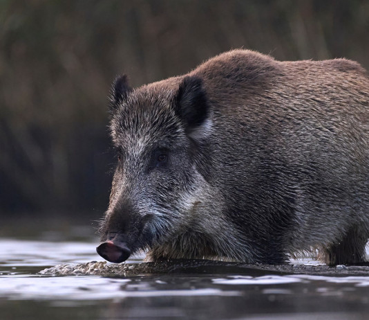 Peste suina africana: quanti casi in Italia? Peste suina africana: cinghiale cammina nell'acqua