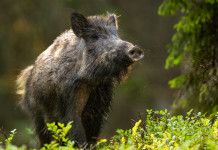 Rinnovo della licenza di caccia, la provocazione di Langone Rinnovo della licenza di caccia: cinghiale nella foresta