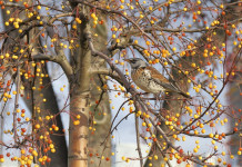 Ruolo dell’Ispra, il commento di Federcaccia Brescia Ruolo dell’Ispra: cesena in ambiente autunnale