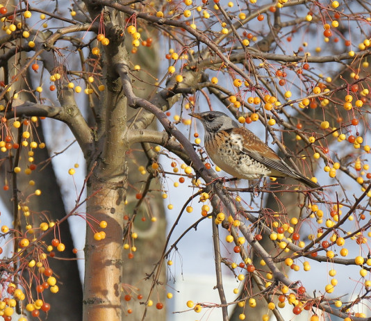 Ruolo dell’Ispra, il commento di Federcaccia Brescia Ruolo dell’Ispra: cesena in ambiente autunnale